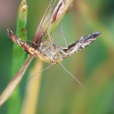 Unidentified Geometer moth (Geometridae) at WREN Reserves - 5 Nov 2023 by KylieWaldon