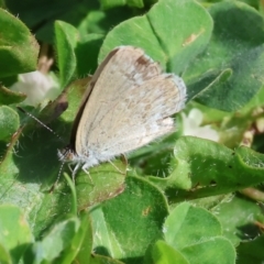 Zizina otis (Common Grass-Blue) at Wodonga, VIC - 5 Nov 2023 by KylieWaldon