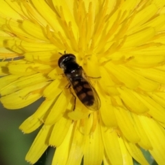 Melangyna viridiceps (Hover fly) at WREN Reserves - 6 Nov 2023 by KylieWaldon