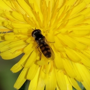 Melangyna viridiceps at WREN Reserves - 6 Nov 2023