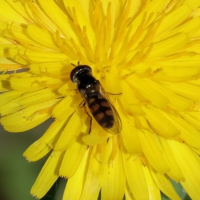 Melangyna viridiceps (Hover fly) at WREN Reserves - 5 Nov 2023 by KylieWaldon