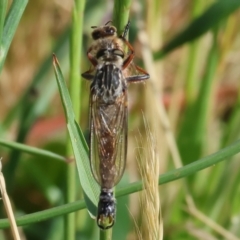 Unidentified Robber fly (Asilidae) at Wodonga - 5 Nov 2023 by KylieWaldon