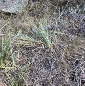 Eryngium ovinum at Mount Painter - suppressed