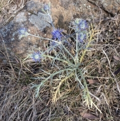 Eryngium ovinum at Mount Painter - 7 Nov 2023