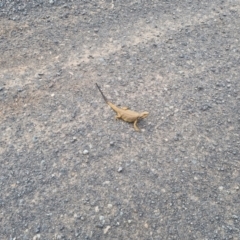 Pogona barbata (Eastern Bearded Dragon) at Bungendore, NSW - 7 Nov 2023 by clarehoneydove