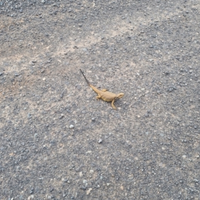 Pogona barbata (Eastern Bearded Dragon) at Bungendore, NSW - 7 Nov 2023 by clarehoneydove