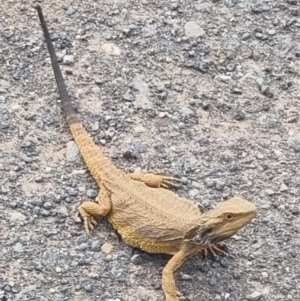 Pogona barbata at QPRC LGA - suppressed