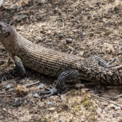 Egernia cunninghami (Cunningham's Skink) at Tuggeranong, ACT - 7 Nov 2023 by RichardPerry