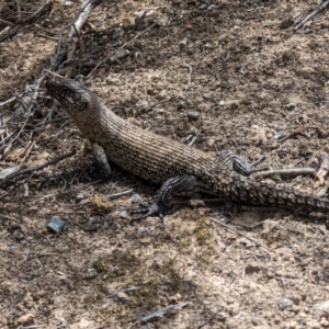 Egernia cunninghami at Kambah Pool - 7 Nov 2023 12:42 PM