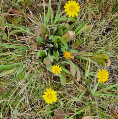 Leontodon saxatilis (Lesser Hawkbit, Hairy Hawkbit) at QPRC LGA - 5 Nov 2023 by clarehoneydove