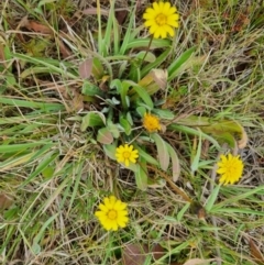 Leontodon saxatilis (Lesser Hawkbit, Hairy Hawkbit) at Bungendore, NSW - 5 Nov 2023 by clarehoneydove