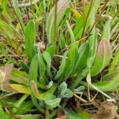 Leontodon saxatilis at QPRC LGA - suppressed