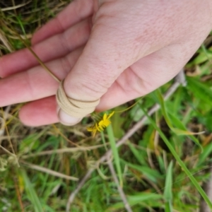 Leontodon saxatilis at QPRC LGA - suppressed