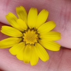 Leontodon saxatilis at QPRC LGA - suppressed