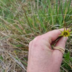 Tragopogon dubius (Goatsbeard) at QPRC LGA - 5 Nov 2023 by clarehoneydove