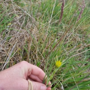 Tragopogon dubius at Turallo Nature Reserve - 5 Nov 2023 12:02 PM