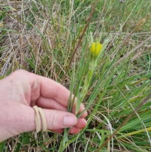 Tragopogon dubius at Turallo Nature Reserve - 5 Nov 2023