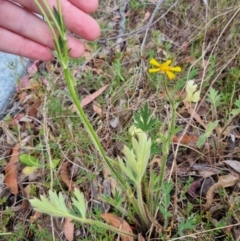 Ranunculus lappaceus (Australian Buttercup) at Bungendore, NSW - 4 Nov 2023 by clarehoneydove