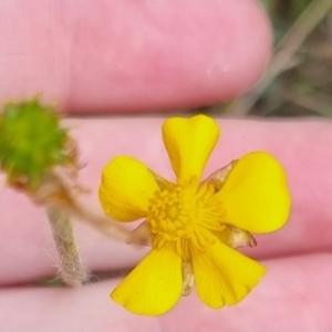 Ranunculus lappaceus at QPRC LGA - 4 Nov 2023