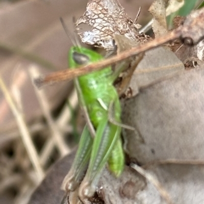 Praxibulus sp. (genus) (A grasshopper) at Kangaroo Valley, NSW - 8 Nov 2023 by lbradley