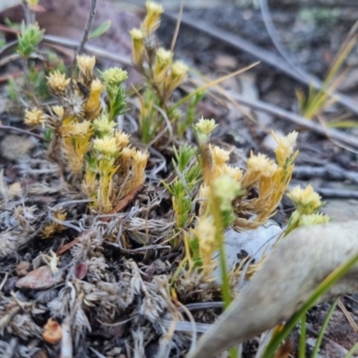 Scleranthus diander (Many-flowered Knawel) at QPRC LGA - 1 Nov 2023 by clarehoneydove