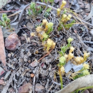 Scleranthus diander at QPRC LGA - suppressed