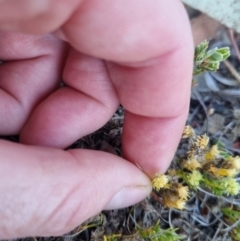 Scleranthus diander at QPRC LGA - suppressed