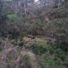 Vombatus ursinus (Bare-nosed Wombat) at Bungendore, NSW - 7 Nov 2023 by clarehoneydove