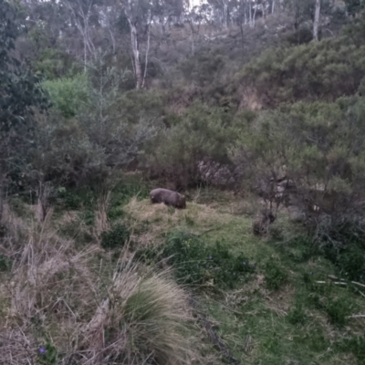 Vombatus ursinus (Common wombat, Bare-nosed Wombat) at QPRC LGA - 7 Nov 2023 by clarehoneydove