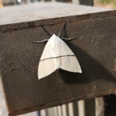 Gastrophora henricaria (Fallen-bark Looper, Beautiful Leaf Moth) at Canberra Central, ACT - 7 Nov 2023 by RangerGregor