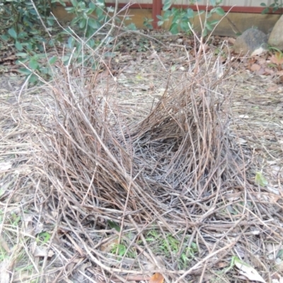 Ptilonorhynchus violaceus (Satin Bowerbird) at Conder, ACT - 29 Jul 2023 by michaelb