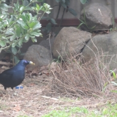 Ptilonorhynchus violaceus (Satin Bowerbird) at Conder, ACT - 2 Aug 2023 by michaelb