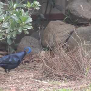 Ptilonorhynchus violaceus at Pollinator-friendly garden Conder - 2 Aug 2023 10:21 AM