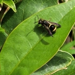 Eumeninae (subfamily) (Unidentified Potter wasp) at Sullivans Creek, Lyneham South - 8 Nov 2023 by trevorpreston