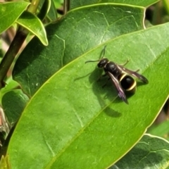 Eumeninae (subfamily) at Sullivans Creek, Lyneham South - 8 Nov 2023