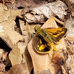 Ocybadistes walkeri (Green Grass-dart) at Sullivans Creek, Lyneham South - 8 Nov 2023 by trevorpreston