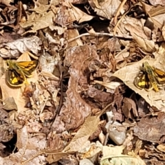 Ocybadistes walkeri at Sullivans Creek, Lyneham South - 8 Nov 2023