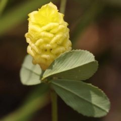 Trifolium campestre (Hop Clover) at Yarralumla, ACT - 3 Nov 2023 by ConBoekel