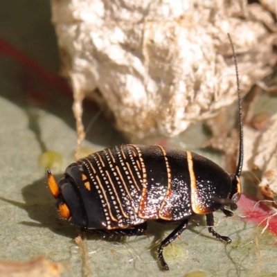 Ellipsidion australe (Austral Ellipsidion cockroach) at Lake Burley Griffin West - 3 Nov 2023 by ConBoekel