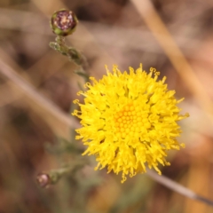 Rutidosis leptorhynchoides (Button Wrinklewort) at Yarralumla, ACT - 3 Nov 2023 by ConBoekel