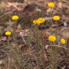 Rutidosis leptorhynchoides at Blue Gum Point to Attunga Bay - 3 Nov 2023