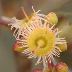 Eucalyptus melliodora (Yellow Box) at Blue Gum Point to Attunga Bay - 3 Nov 2023 by ConBoekel