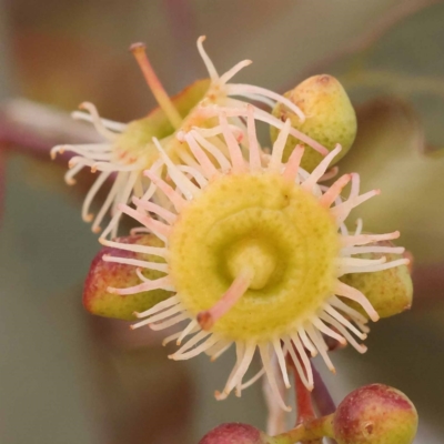 Eucalyptus melliodora (Yellow Box) at Yarralumla, ACT - 3 Nov 2023 by ConBoekel