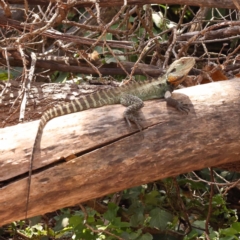 Intellagama lesueurii howittii (Gippsland Water Dragon) at Yarralumla, ACT - 3 Nov 2023 by ConBoekel