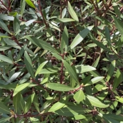 Tasmannia lanceolata (Mountain Pepper) at Brindabella, NSW - 7 Oct 2023 by Tapirlord