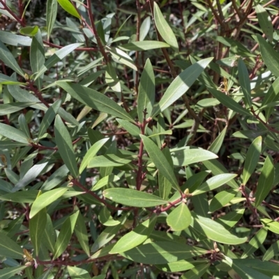 Tasmannia lanceolata (Mountain Pepper) at Brindabella, NSW - 7 Oct 2023 by Tapirlord