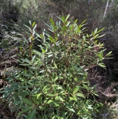 Tasmannia lanceolata at Bondo State Forest - 7 Oct 2023
