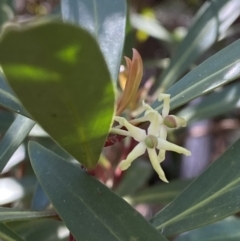 Tasmannia lanceolata at Bondo State Forest - 7 Oct 2023