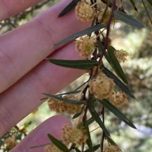 Acacia siculiformis at Bondo State Forest - 7 Oct 2023