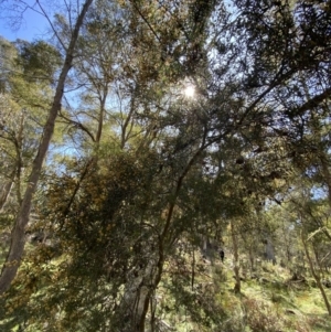Acacia siculiformis at Bondo State Forest - 7 Oct 2023